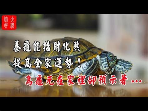 烏龜象徵|烏龜是什麼神？淺談烏龜在各文化中的象徵意義及其神秘傳說